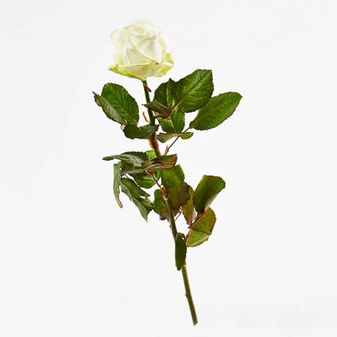 Nedkastningsrose